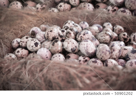 Quail eggs in a nest on a rustic wooden Quail eggs in a nest on a rustic wooden 50901202