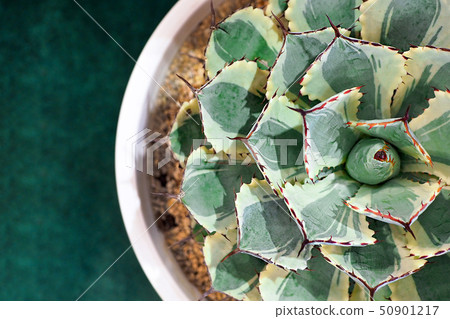 Sharp pointed agave plant leaves. Succulents Sharp pointed agave plant leaves. Succulents 50901217