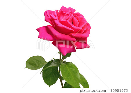 Rose (depth synthesis) 50901973