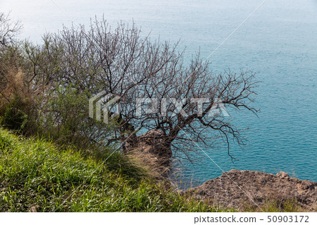 A green grass and graphic leaves free tree against a blue sea background 50903172