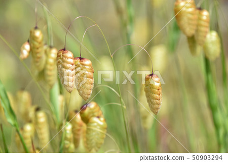 Cobanx（Oryza草） 50903294