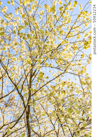 Cherry blossoms Cherry blossoms 50912234