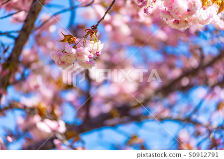 Cherry blossoms Cherry blossoms 50912791