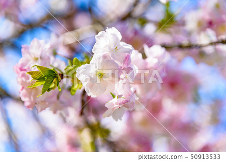 Fukuroku Sakura 50913533