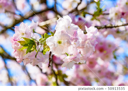 Fukuroku Sakura 50913535