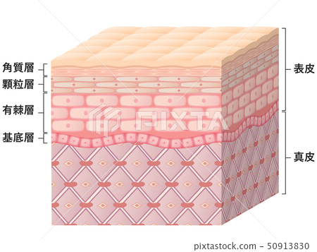 皮膚橫截面 皮膚橫截面 50913830