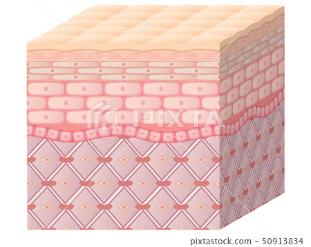 Skin cross section 50913834