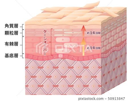 皮膚橫截面（翻身） 50913847