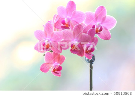 Phalaenopsis pink nature background 50913868