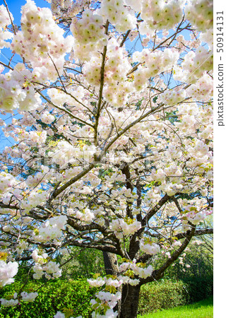 Matsutsuki Sakura 50914131