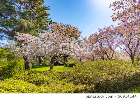 Matsutsuki Sakura 50914144