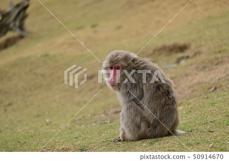 Japanese macaque Arashiyama Monkey Park Iwatayama Japanese macaque Arashiyama Monkey Park Iwatayama 50914670