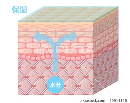 Skin cross section Skin cross section 50915136