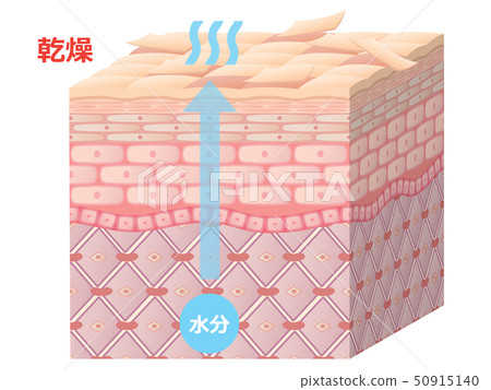 皮膚橫截面（皮膚乾燥） 50915140