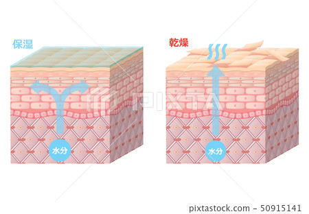 Skin cross section 50915141