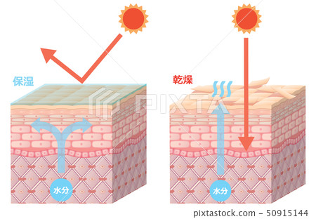 皮膚橫截面 皮膚橫截面 50915144