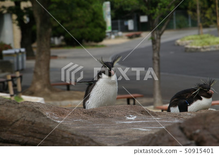 Iwatobi penguins Iwatobi penguins 50915401