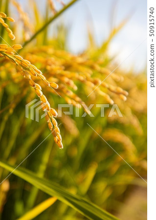 Rain panhead falling 50915740