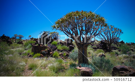Quiver tree forest 50916712