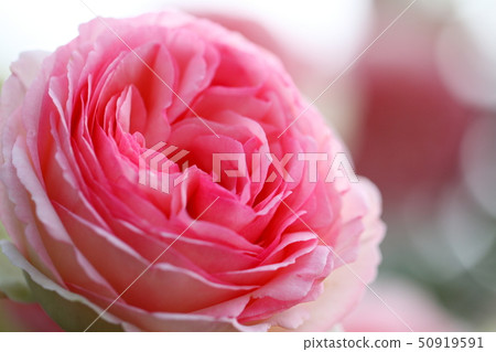 Rose Pierre de Ronzar 50919591