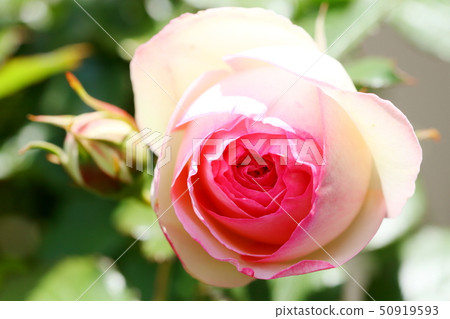 Rose Pierre de Ronzar Rose Pierre de Ronzar 50919593