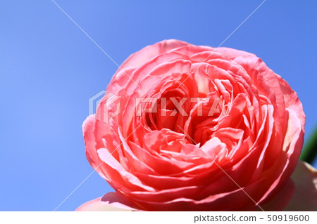 Rose Pierre de Ronzar Rose Pierre de Ronzar 50919600