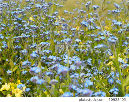 Weeding grass that blooms in the spring field Weeding grass that blooms in the spring field 50922403