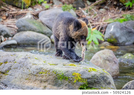 Shiretoko Peninsula, Hokkaido Brown bear cub Shiretoko Peninsula, Hokkaido Brown bear cub 50924126
