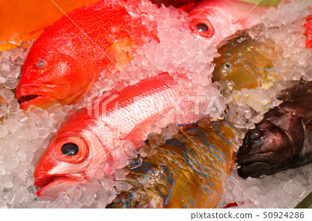 琉球魚 琉球魚 50924286