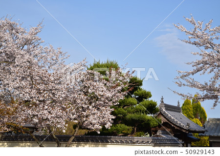 [Chugoku 33 Kannon Sacred Ground] No. 2 Tower of Yokeiji Temple and Sakura, Setouchi City, Okayama Prefecture 50929143