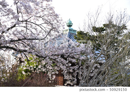 [中國北洋33觀音聖地]岡山縣瀨戶內市陽景寺塔塔2號妙音院和染井吉野櫻花 50929150