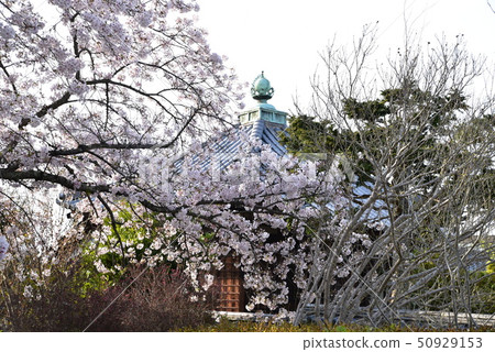 [中國北洋33觀音聖地]岡山縣瀨戶內市湯莊的Yokeiji寺，妙音院和染井吉野櫻花2號 50929153