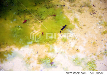 Silicone unique 50930583