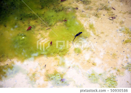 Silicone unique 50930586