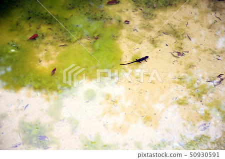 Silicone unique 50930591