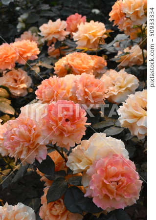 Old Furukawa Garden Rose Garden 50933334