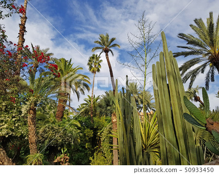 Lush vegetation in Majorelle garden - Morocco 50933450