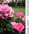 Rose   50934048