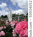 Rose   50934052
