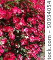 Rose   50934054