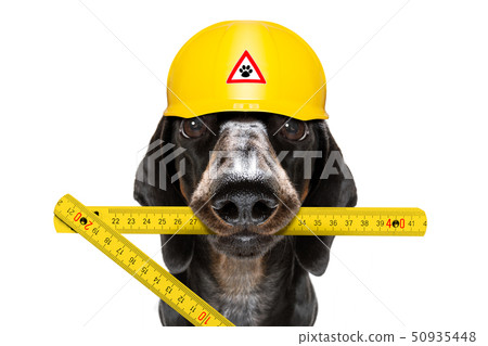 handyman  hammer dog with helmet 50935448