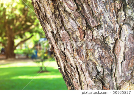 Close-up of Rain tree bark with sunlight Close-up of Rain tree bark with sunlight 50935837