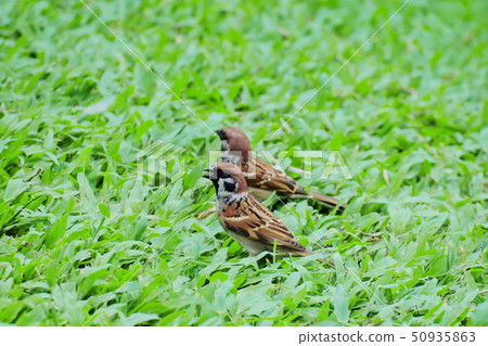 Two Eurasian tree sparrow standing on green grass. Two Eurasian tree sparrow standing on green grass. 50935863
