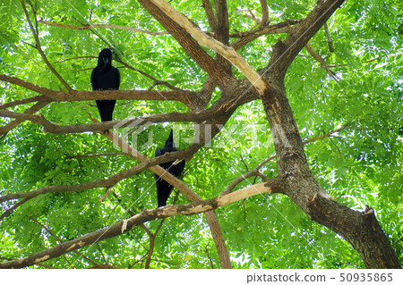 Two crow bird standing on Big rain tree Two crow bird standing on Big rain tree 50935865