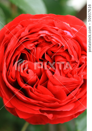 Rose Rouge Pierre de Ronsalle 50937616