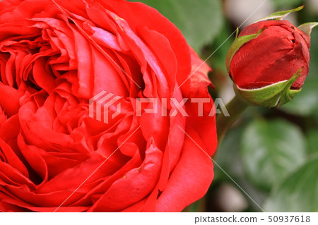 Rose Rouge Pierre de Ronsalle 50937618