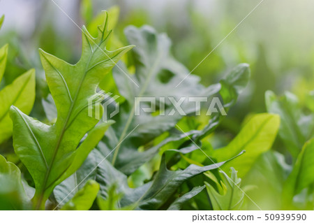 Close up fresh green fern leaves in the garden shallow depth of field Close up fresh green fern leaves in the garden shallow depth of field 50939590