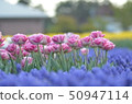 Tulip and lavender 50947114