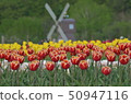 Tulip 50947116