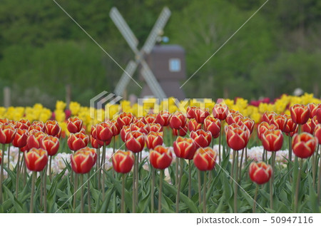 Tulip 50947116